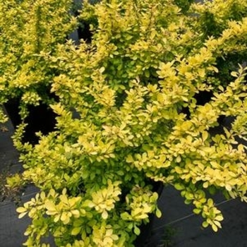 Ilex vomitoria