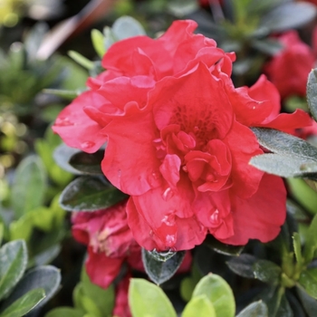 Rhododendron 'Roblez' PP28279