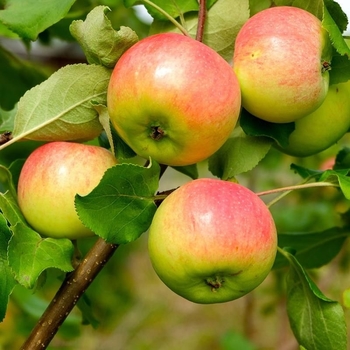 Malus domestica 'Anna' 