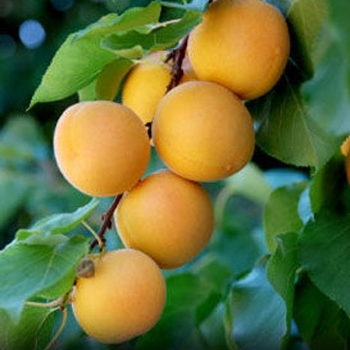 Prunus armeniaca 'Moorpark' 