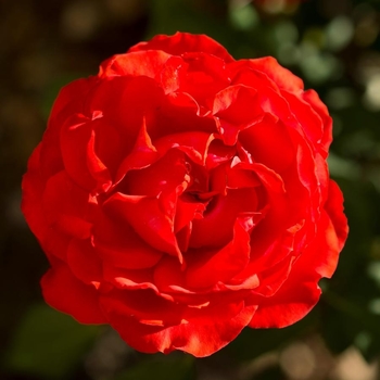 Rosa 'LIM10' USPP26392P3
