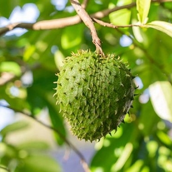 Annona muricata