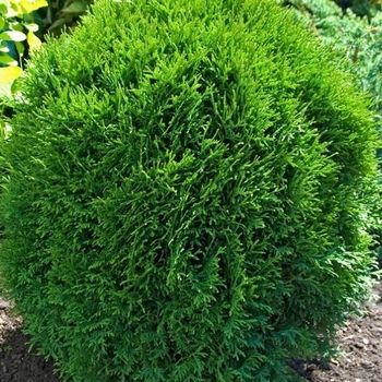 Thuja occidentalis 'Little Giant' 