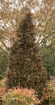 Thuja 'MonRig' PP27067