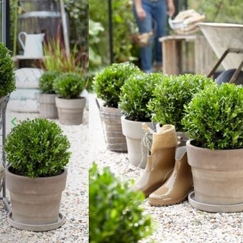 Ilex crenata 'Annys5' PP27631P3