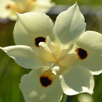 Iris neomarica caerulea 'Regina' 