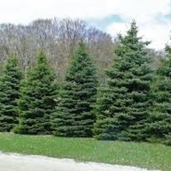 Picea glauca 'Densata' 