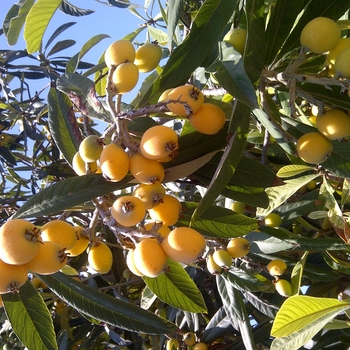 Eriobotrya japonica