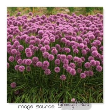 Allium 'Glitterbug&reg; Bee's Knees&reg;' 