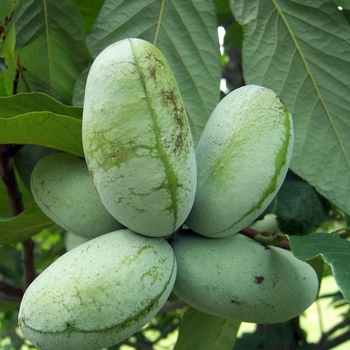 Asimina triloba 'Pennsylvania Golden' 