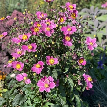 Anemone 'Dawn Breaker' 