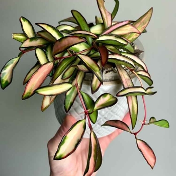 Hoya wayetti