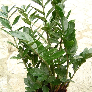 Zamioculcas zamiifolia
