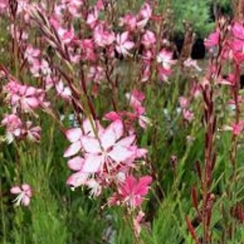 Gaura lindheimeri 'Rosy Jane' PP22290