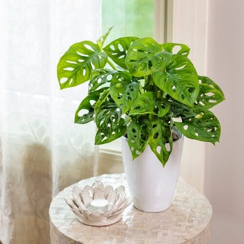Monstera adansonii
