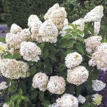 Hydrangea paniculata 'Phantom' 