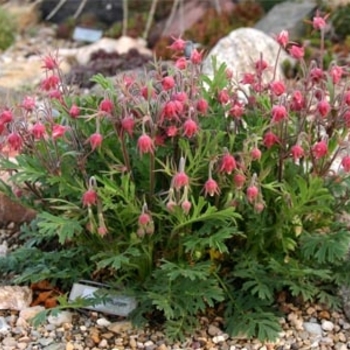 Geum triflorum