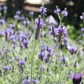 Lavandula multifida