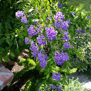 Duranta erecta 'Sapphire Showers' 