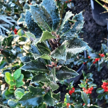 Ilex x meserveae 'Blue Duet' 