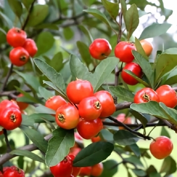 Crataegus aestivalis