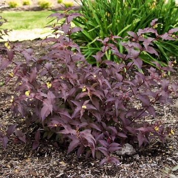 Diervilla splendens 'El Madrigal' PP28060