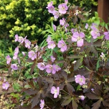 Geranium maculatum 'Dark Roast' PPAF