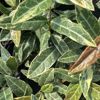 Trachelospermum asiaticum 'Minima' 