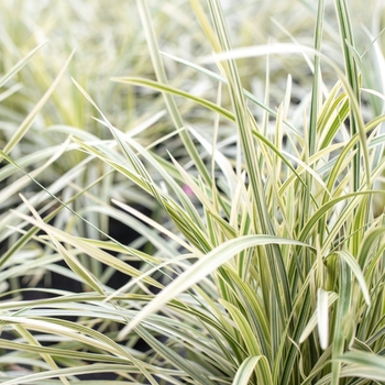 Ophiopogon intermedius 'Argenteomarginatus' 