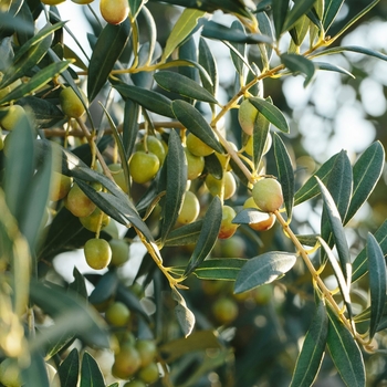 Olea europaea 'Arbequina' 