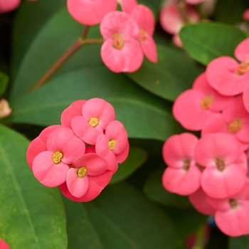 Euphorbia milii 'Fireworks' 
