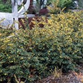 Berberis x gladwynensis 'William Penn' 