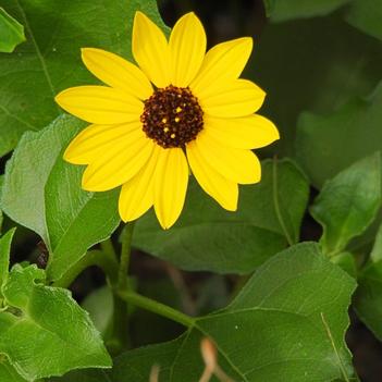 Helianthus debilis