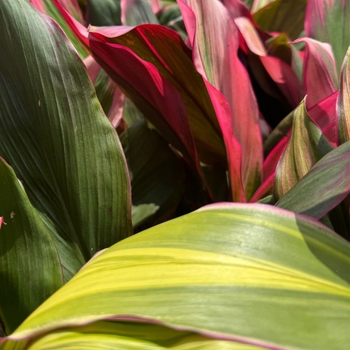 Cordyline 