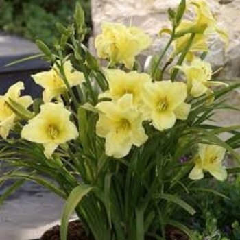 Hemerocallis 'Fragrant Returns' 