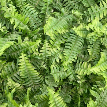 Nephrolepis obliterata 'Emerald Queen' 