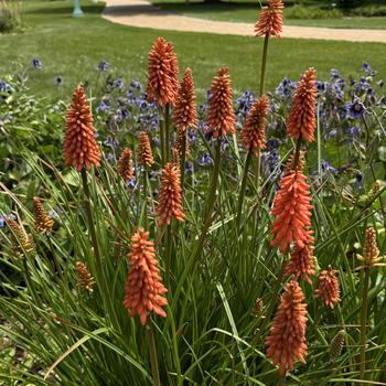 Kniphofia uvaria 'Flamenco' 