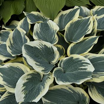 Hosta 'First Frost' (307553)