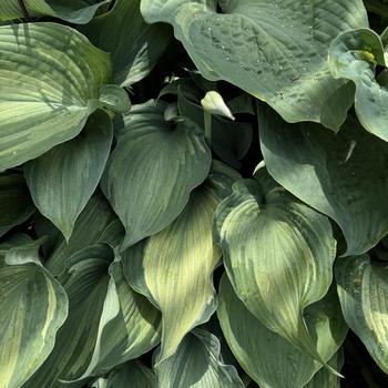Hosta 'Guardian Angel' 