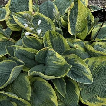Hosta 'Frances Williams' (307555)