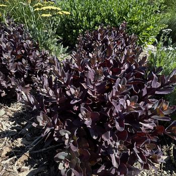 Sedum 'Wineberry Delight' 