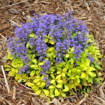 Ajuga 'Flashy Flamingo' PPAF