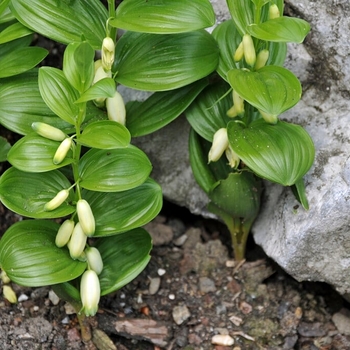 Polygonatum humile