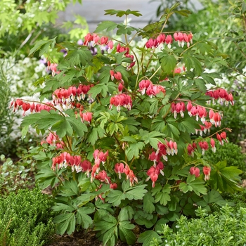 Dicentra spectabilis 'Jolly Hearts&trade; Love' 