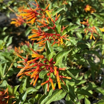 Hamelia patens 'Compacta' 