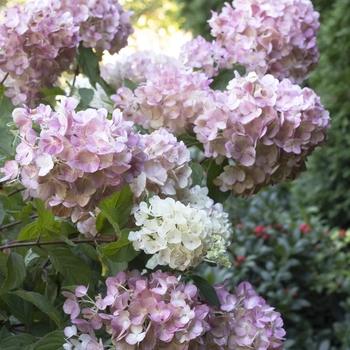 Hydrangea paniculata 'SMHPCW' PPAF