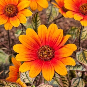Heliopsis helianthoides 'VENSGC' PP36938