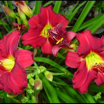 Hemerocallis 'Pardon Me' 