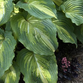 Hosta 'Love Story' PP34224