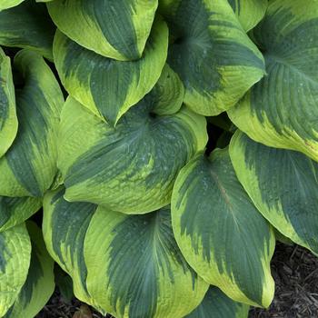 Hosta 'Twin Cities' (307595)